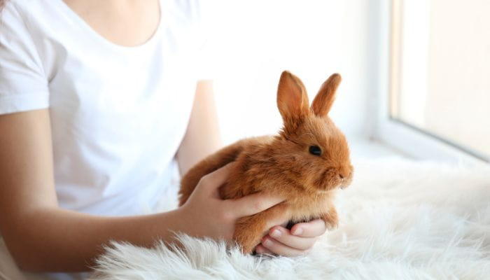 cuidados para el pelo de los conejos