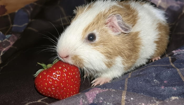 cobaya fresa vitamina c