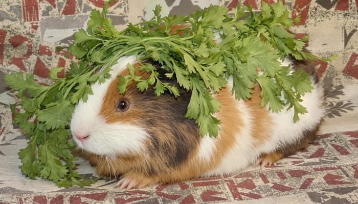 cobaya con hoja de zanahoria para potenciar vitamina C