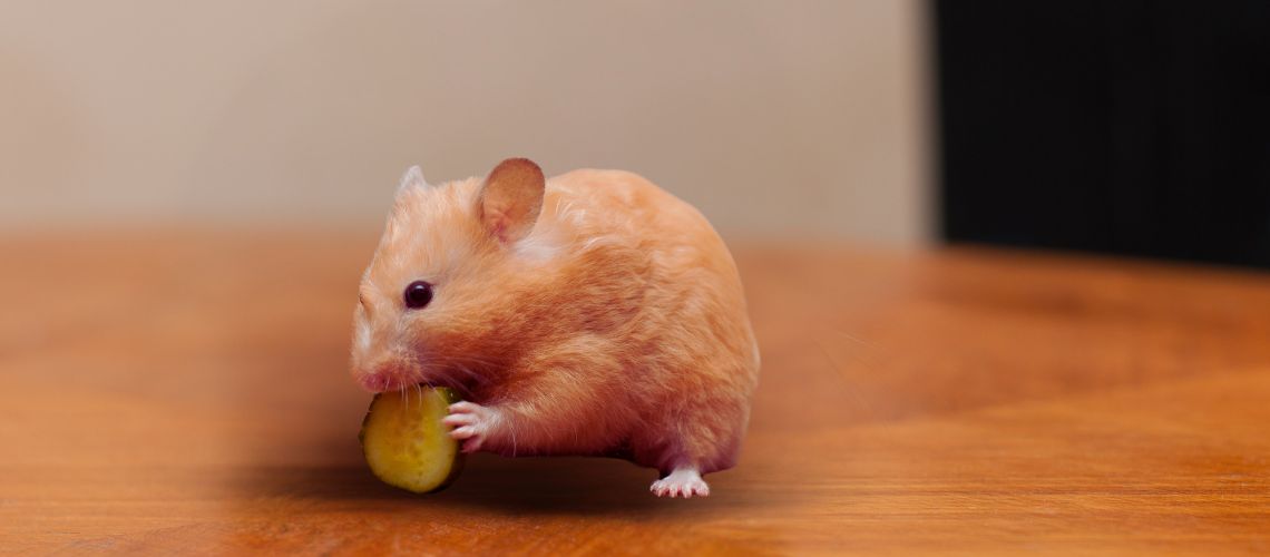 hamster comiendo