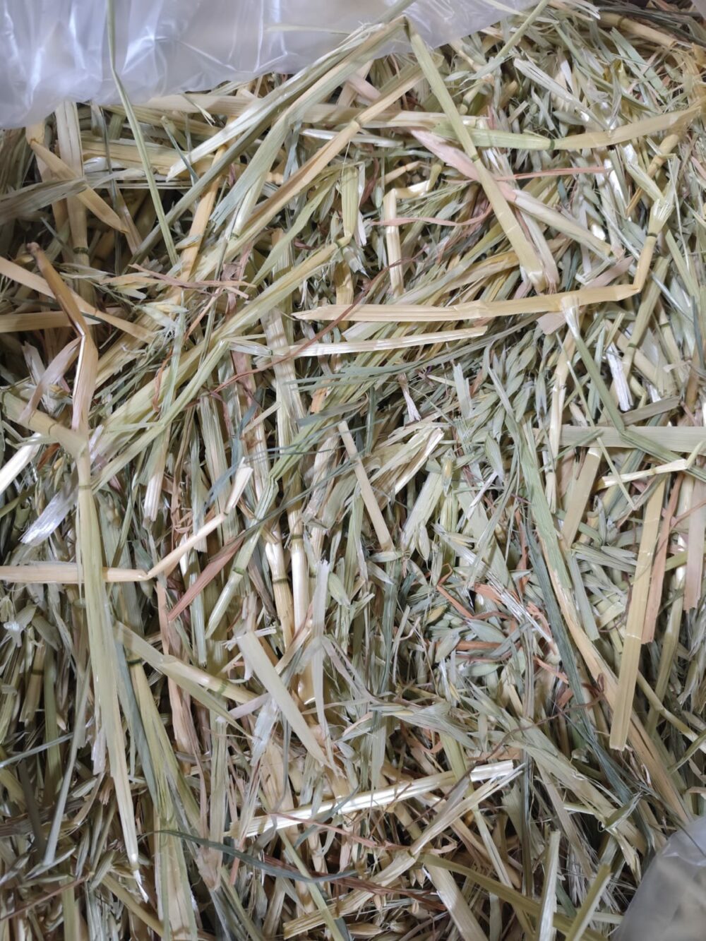 Avena Top Fibra Larga + Verde