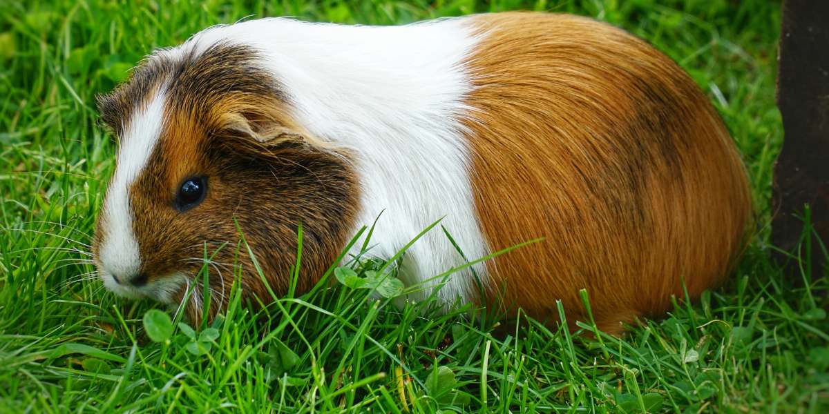 cobaya-herre-heno