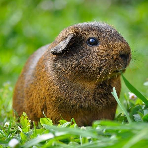 cobaya-herre